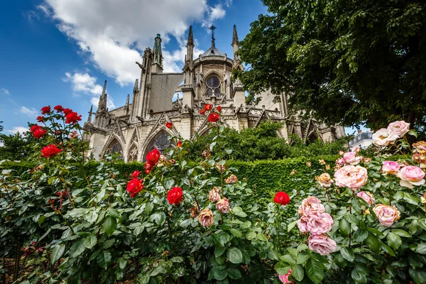 Cathédrale Notre Dame de Paris avec Roses rouges et blanches à Foregr — Photo
