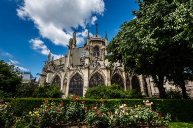 Notre dame de paris Katedrali ile foregr kırmızı ve beyaz güller