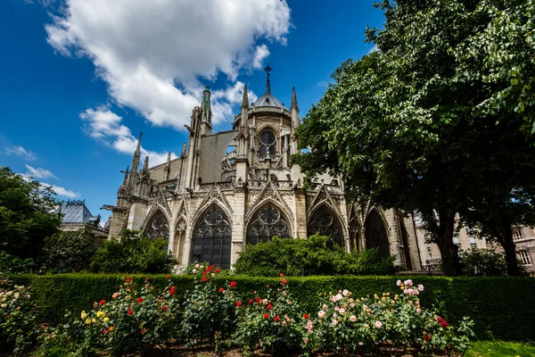 Notre dame de paris katedrála s červené a bílé růže v foregr — Stock fotografie