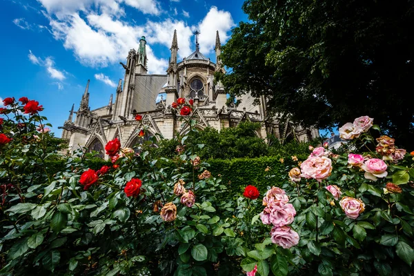 Catedral de Notre Dame de París con rosas rojas y blancas en Foregr —  Fotos de Stock