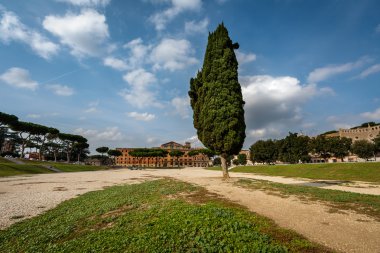 circus maximus, Antik Roma Stadyumu yakınında palat selvi ağacı