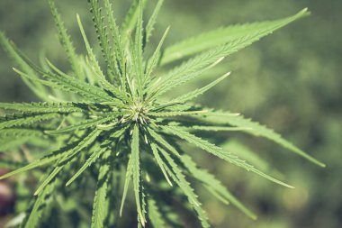 Kenevir yaprakları yakında. Yeşil kenevir ağacı.