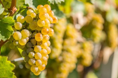 Gold Grapes on the Vine clipart