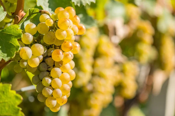 Uvas de oro en la vid — Foto de Stock