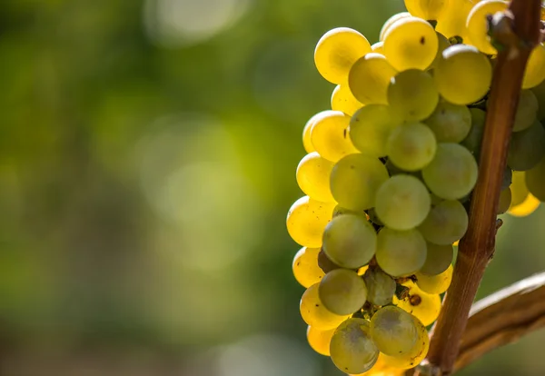 Uvas doradas en la vid y hojas verdes —  Fotos de Stock