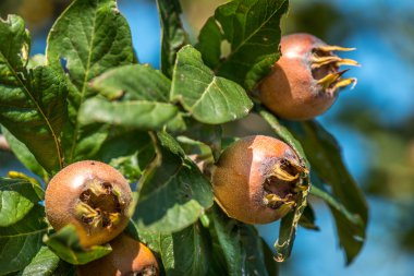 Medlars