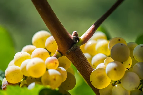 Uvas de ouro na videira — Fotografia de Stock