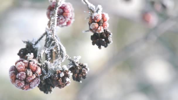 Frambuesas congeladas con cristales de hielo en la brisa de la mañana — Vídeos de Stock