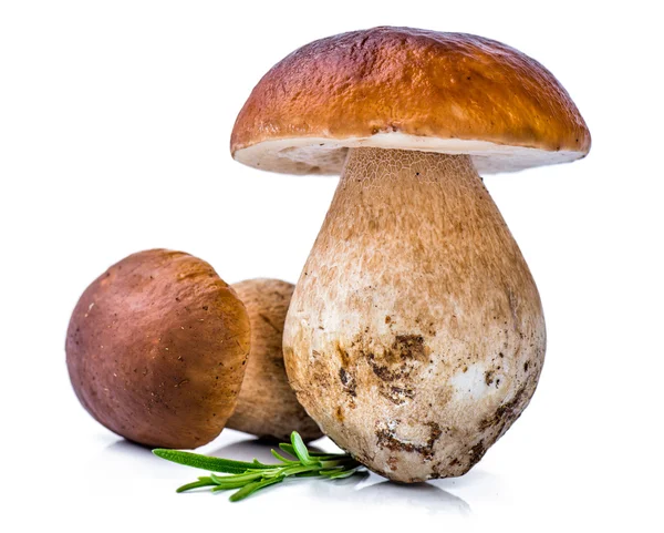 Porcini Mushroom with Rosemary — Stock Photo, Image