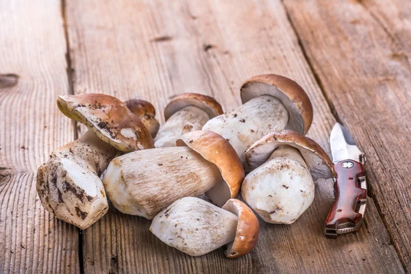 Funghi porcini — Foto Stock