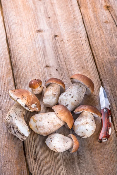Cogumelo porcini — Fotografia de Stock