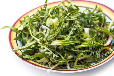 taze karahindiba salatası