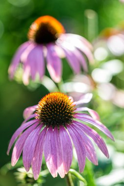 Echinacea purpurea