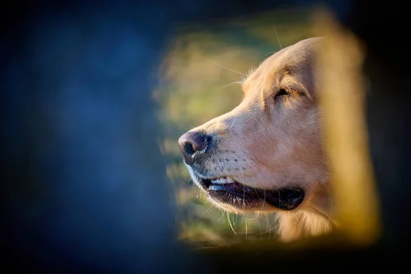 Golden Retriever Σκυλί Απολαμβάνει Την Ύπαιθρο Μια Καλοκαιρινή Μέρα — Φωτογραφία Αρχείου