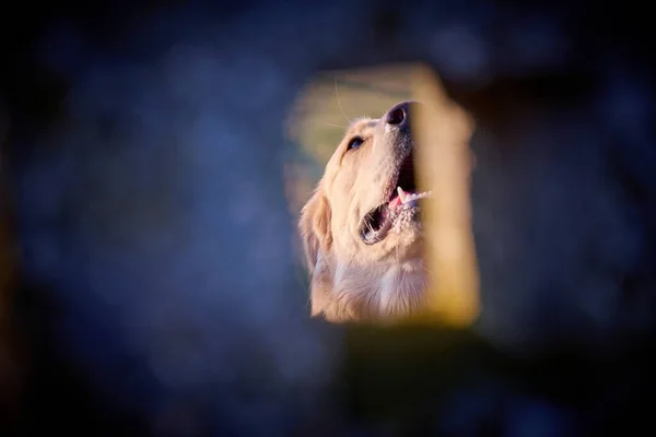 Golden Retriever Cão Goza Livre Dia Verão — Fotografia de Stock