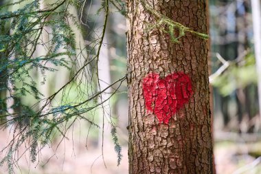 Ladin kırmızısı kalp, aşk doğası konsepti