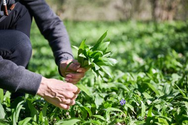Baharda ormanda yabani sarımsak hasat eden bir kadın. İlkbaharda Ramson Bitkisi hasat ediyorum. Sağlıklı yaşam tarzı.