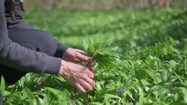 Femme Récoltant Ail Sauvage Dans Forêt Printemps Récolte Herbes Ramson — Video