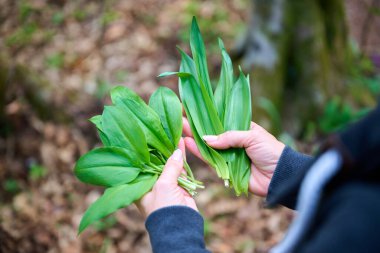 Vahşi sarımsak (Allium ursinum) ve zehirli sonbahar kruvazörü (Colchicum autumnale) ilkbaharda ormanda yabani sarımsak toplayan kadın. Sonbahar mahsulü ile yabani sarımsak arasındaki kafa karışıklığı ve sonbahar crocus ile ilişkili ciddi bir zehirlenme riski.