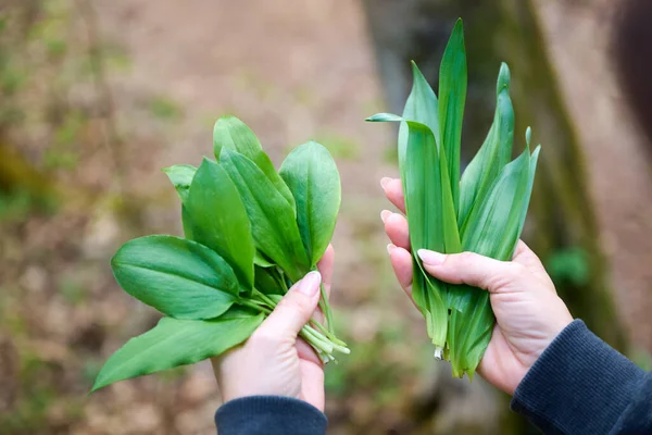 Wild Garlic Allium Ursinum Poisonous Autumn Crocus Colchicum Autumnale Woman — Foto de Stock