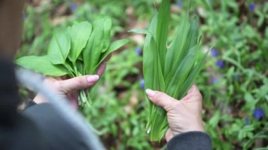 Vahşi sarımsak (Allium ursinum) ve zehirli sonbahar kruvazörü (Colchicum autumnale) ilkbaharda ormanda yabani sarımsak toplayan kadın. Sonbahar mahsulü ile yabani sarımsak arasındaki kafa karışıklığı ve sonbahar crocus ile ilişkili ciddi bir zehirlenme riski.