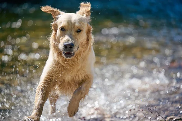 Golden Retriever Σκύλου Απολαμβάνοντας Καλοκαίρι — Φωτογραφία Αρχείου