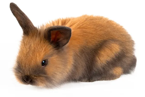 Brown rabbit — Stock Photo, Image