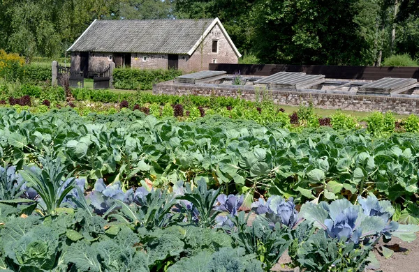 Ogród warzywny w sierpniu. — Zdjęcie stockowe