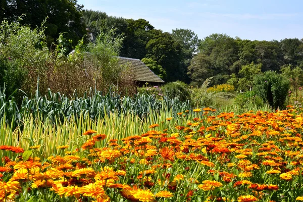 Moestuin in augustus. — Stockfoto