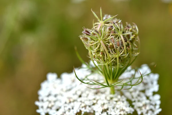 Daucus carota у цвітіння . — стокове фото