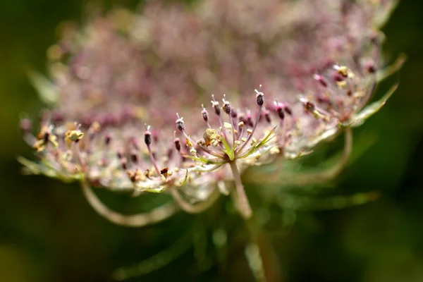 Çiçek açmış Daucus carota. — Stok fotoğraf