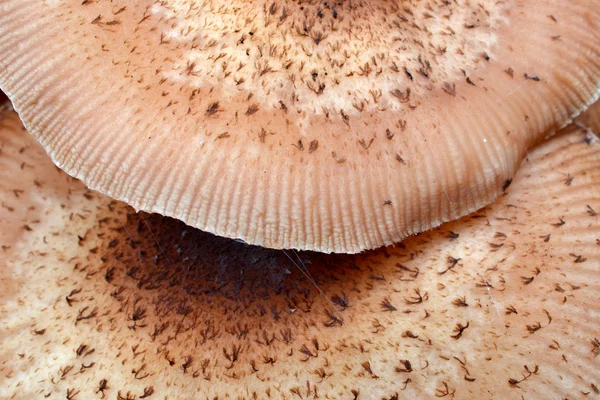 Hats of the gloomy mellea honey fungus mushroom. — Stock Photo, Image