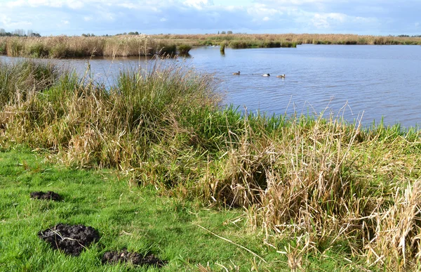 Våtmark naturreservat den gröna jonker, Nederländerna. — Stockfoto