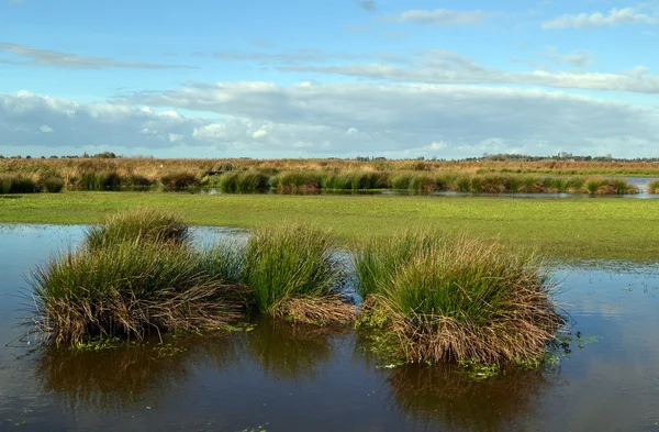 Våtmark naturreservat den gröna jonker, Nederländerna. — Stockfoto