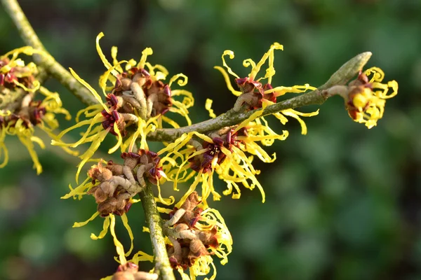 Blomman av hamamelis. — Stockfoto