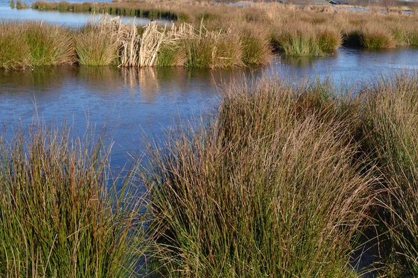 Wetland nature reserve the Green Jonker. — Stock Photo, Image