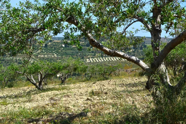 Les oliviers dans les collines . — Photo