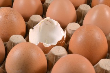 bir yumurta ile yumurta kartonu.