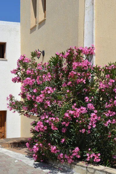 Pink Oleander in Koutouloufari. — Stock Photo, Image