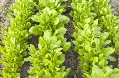 organik sebze bahçesi içinde ıspanak.