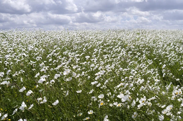 Dike with daisies in flower. — Stock Photo, Image