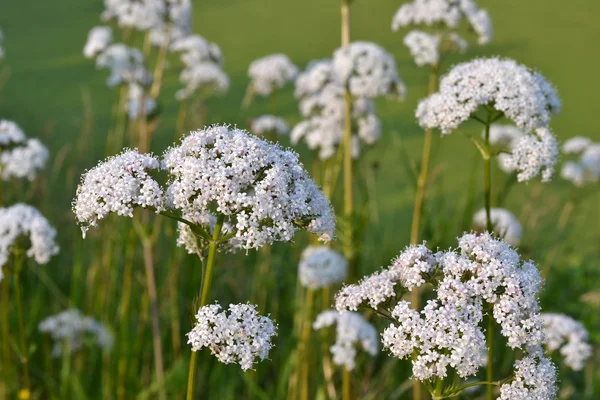 büyük burnet-saxifrage çiçek.