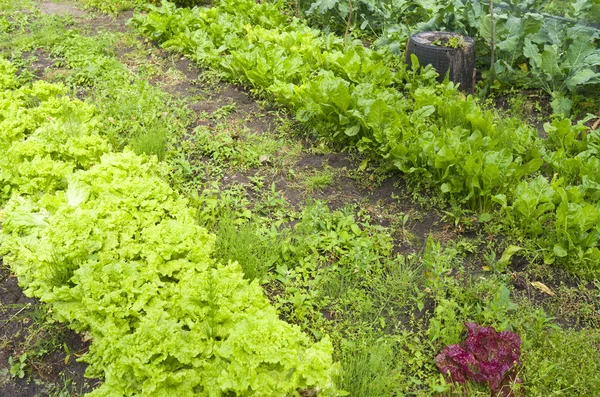 Lettuce and beets in the organic vegetable garden.