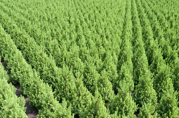 Rows of yew taxus trees. — Stock Photo, Image
