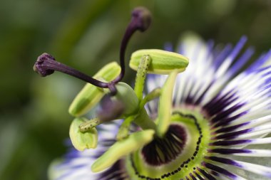 Passiflora çiçek.