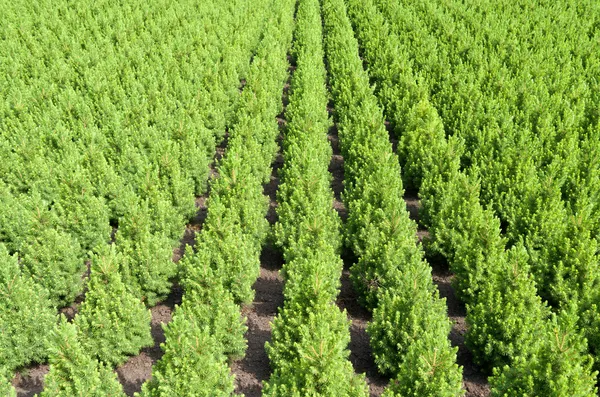 Rows of yew taxus trees. — Stock Photo, Image