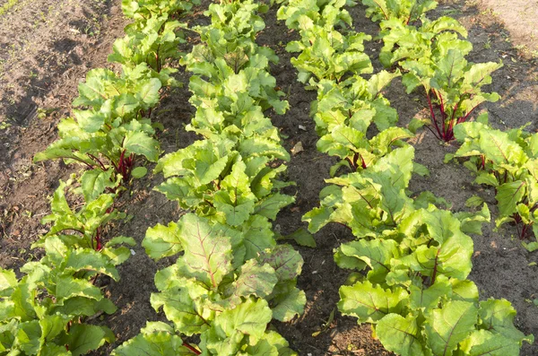 pancar organik sebze Bahçe.