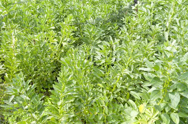 Frijoles en el huerto ecológico . —  Fotos de Stock