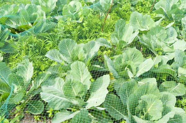 Witte kool in de biologische moestuin. — Stockfoto