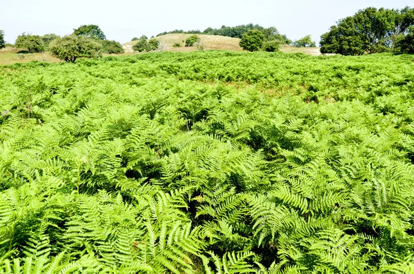 Paisaje de dunas con helechos — Foto de Stock